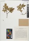 Foto von Salix pentandroides Rouy